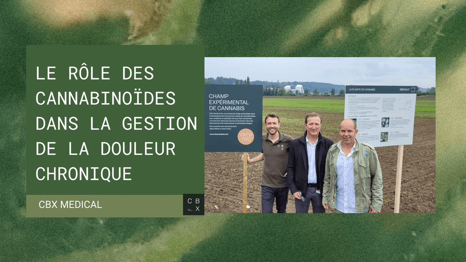 Le rôle des cannabinoïdes dans la gestion de la douleur chronique : Aperçus des dernières recherches