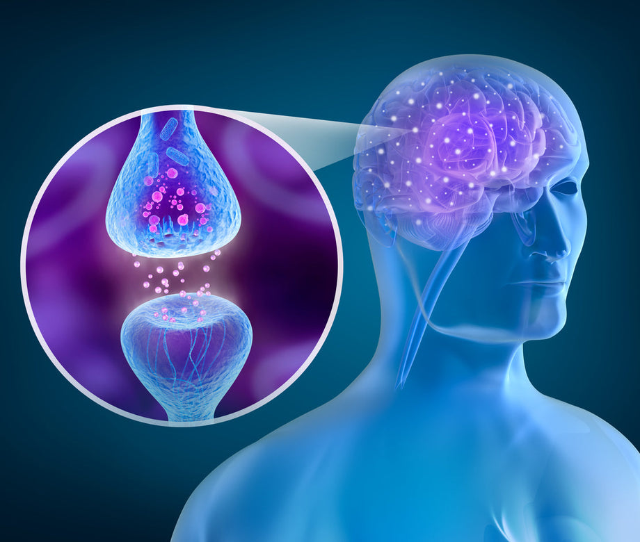 Le système endocannabinoïde