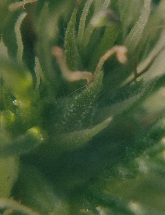 Différence entre THC et CBD