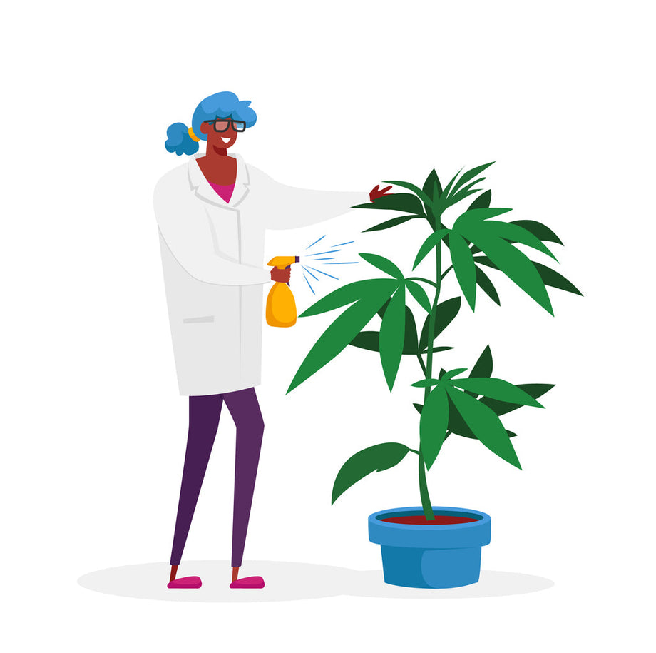 Les divers composants de la plante de chanvre
